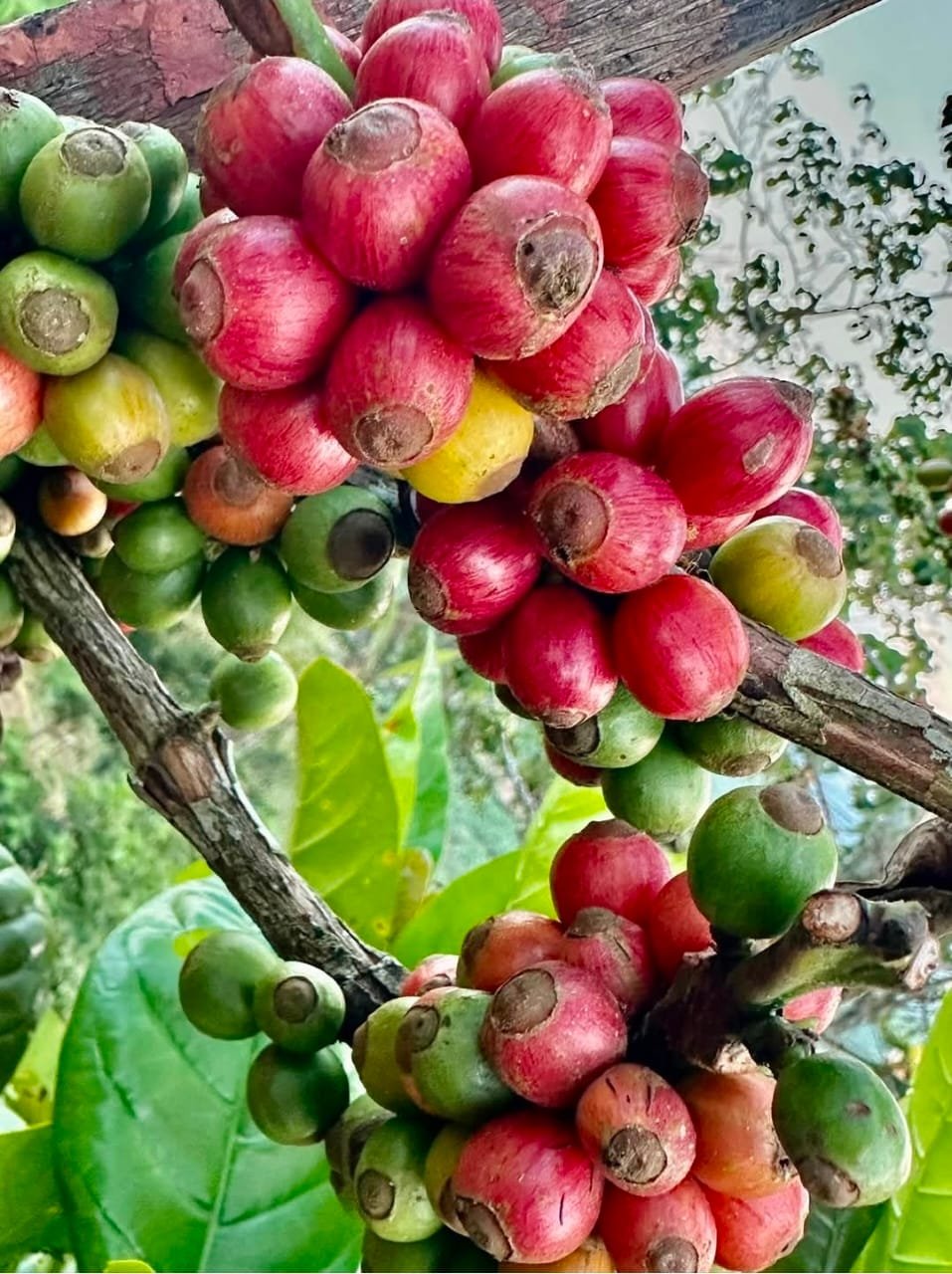 Coffee berries representing startup growth and investment opportunity